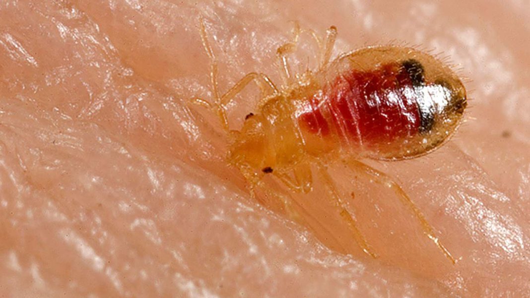 what-do-bed-bugs-look-like-to-the-human-eye