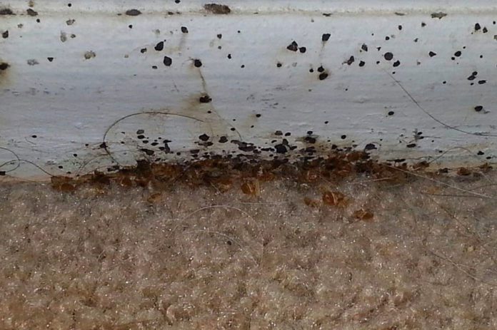 can bed bugs live in carpet