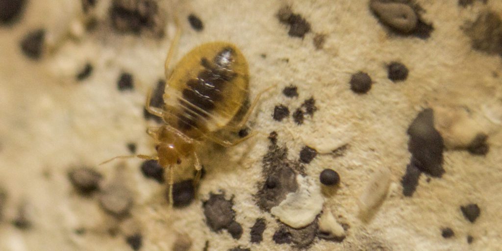 What Oils Do Bed Bugs Hate