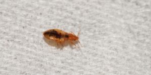 How Can You Get Bed Bugs Lets See The Ways