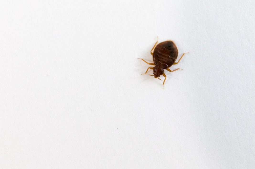 Does The Dryer Kill Bed Bugs? It Is The Right Way?