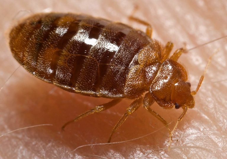 Are Bed Bugs Attracted To Food