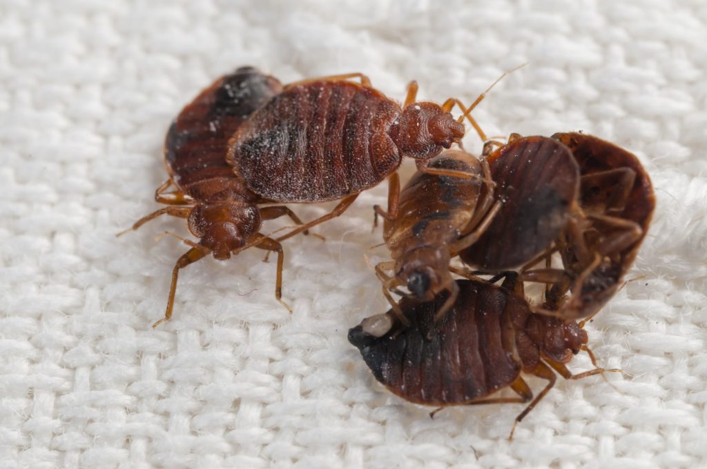 Do Bed Bug Bombs Work? - Are They Really Effective?