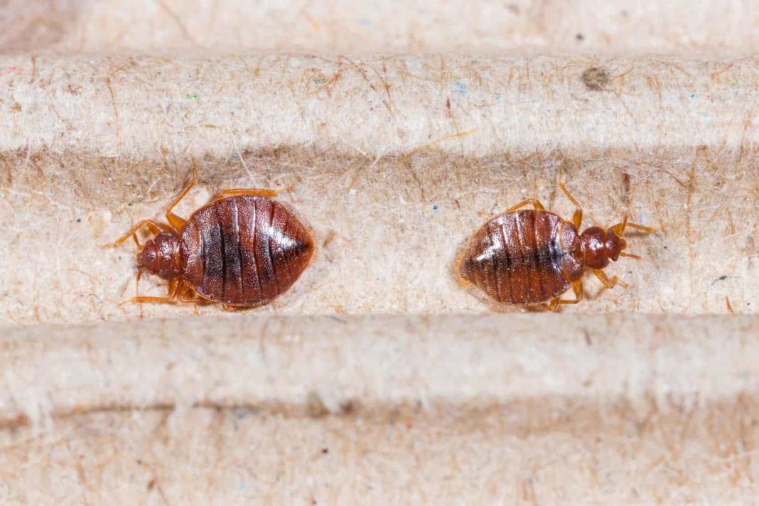 How To Get Rid Of Bed Bugs In Apartment?