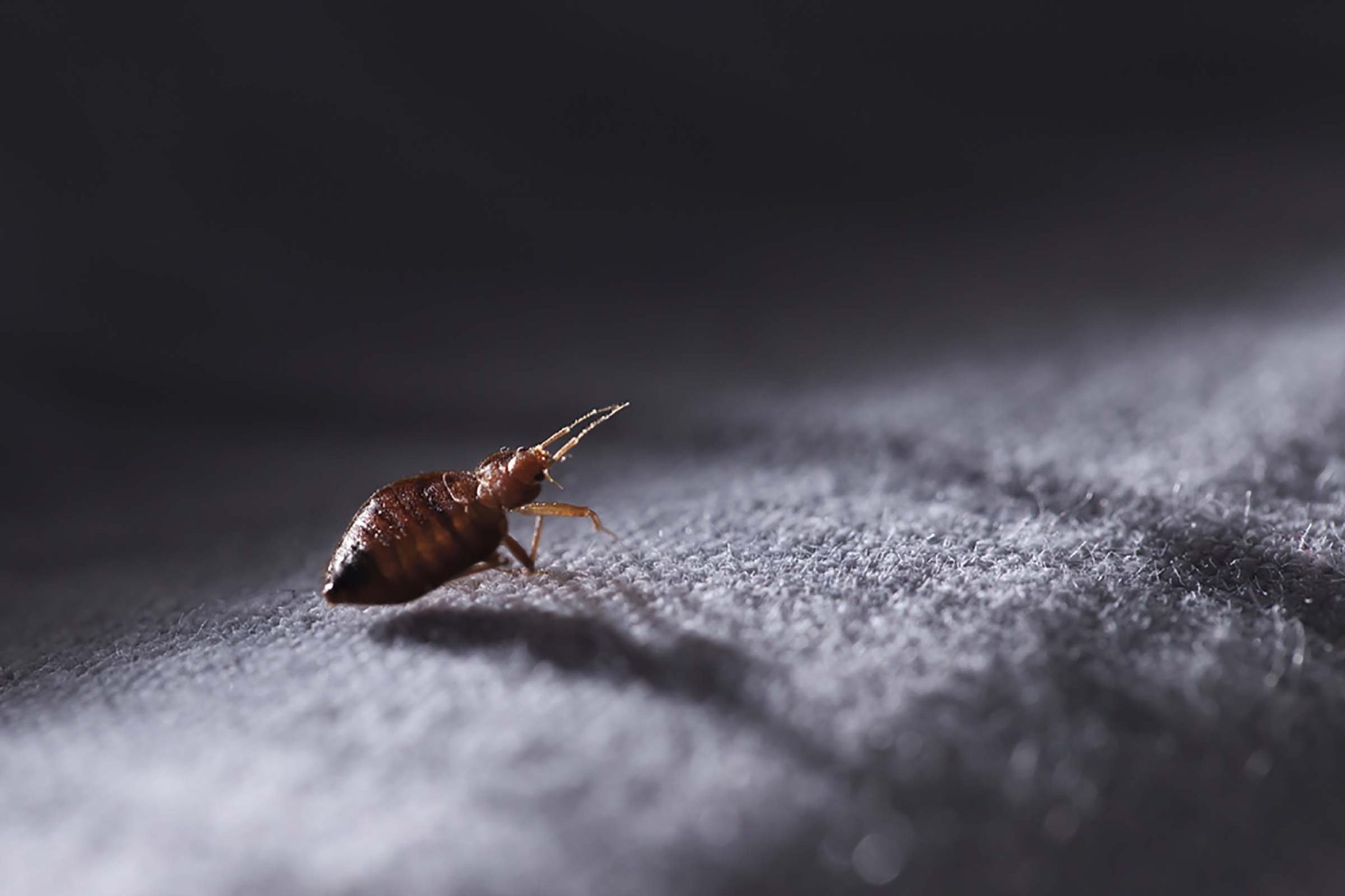 How Fast Do Bed Bugs Spread? (4 Tips To Stop Them)