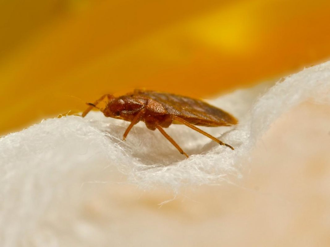 Does Washing Clothes Kill Bugs?