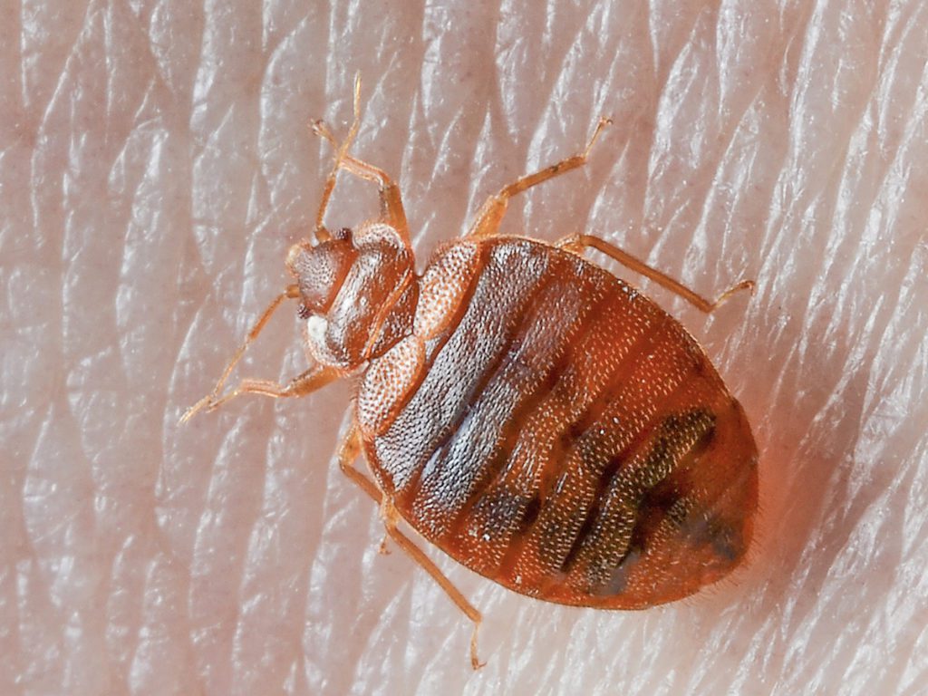 Bed Bug Bites Vs Hives What Is The Difference 