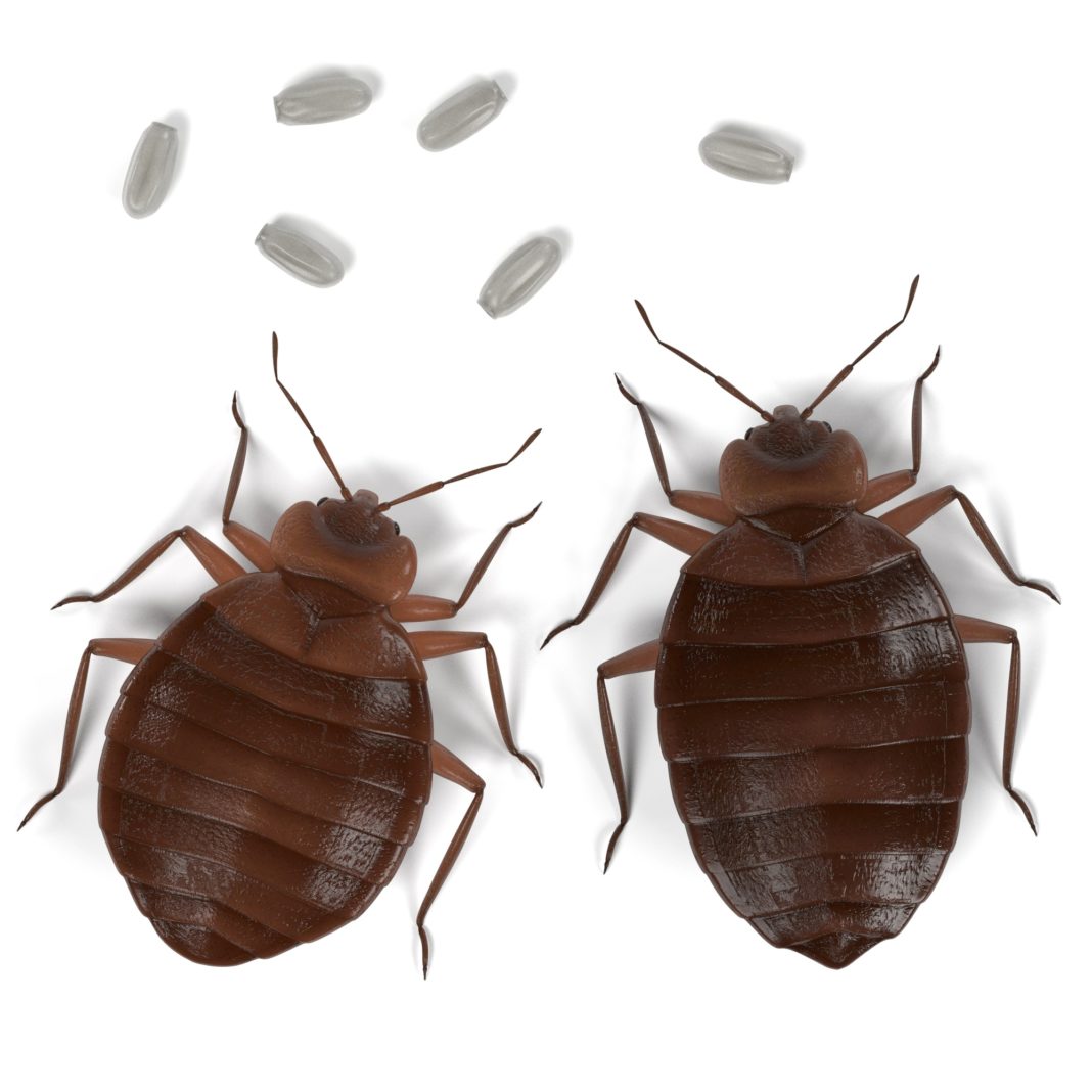 Does Diatomaceous Earth Kill Bed Bugs
