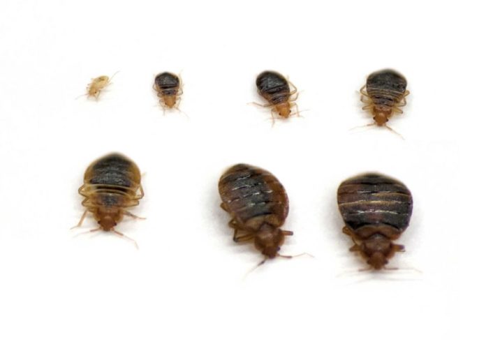 what-temperature-kills-bed-bugs-does-heat-kill-bed-bugs