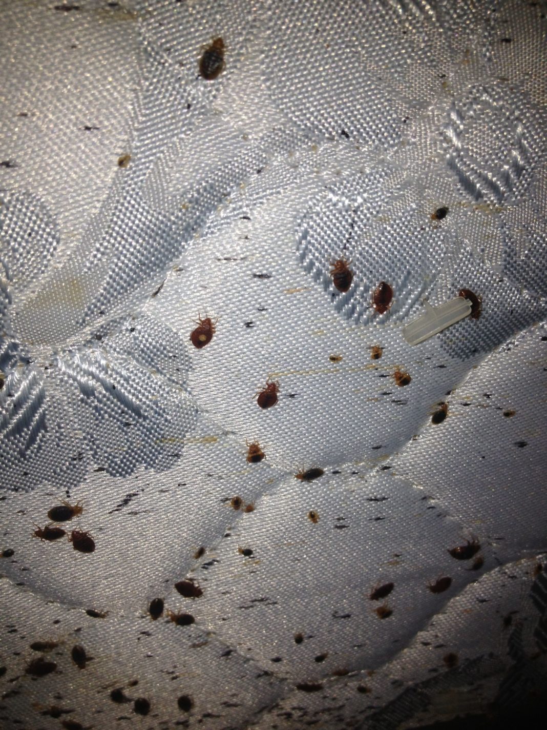 What Do Bed Bugs Look Like On A Mattress