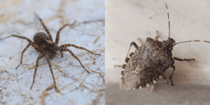 Do Spiders Eat Bed Bugs?