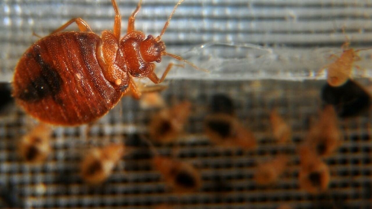 How Do People Get Bed Bugs- Bust Your Myths