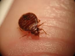 Does Diatomaceous Earth Kill Bed Bugs