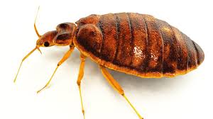 How To Get Rid Of Bed Bugs In Apartment?
