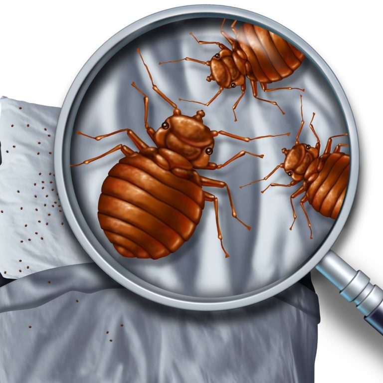 what-temperature-kills-bed-bugs-see-the-right-one