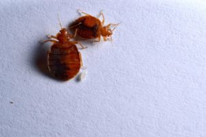 How Do Bed Bugs Reproduce? Is There A Specific Season?