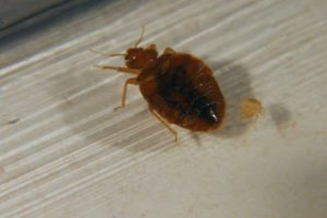 What Do Bed Bugs Smell Like?