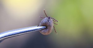 How To Get Rid Of Seed Ticks 