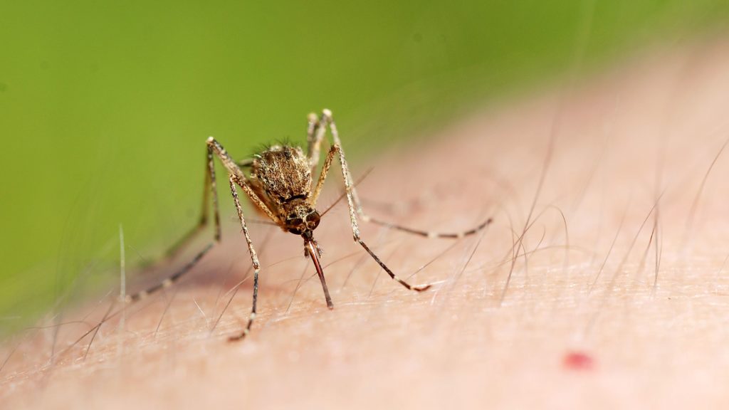 why-do-mosquito-bites-itch-more-at-night