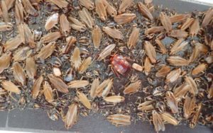 How To Kill A Roach