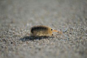 How Long Do Sand Flea Bites Last