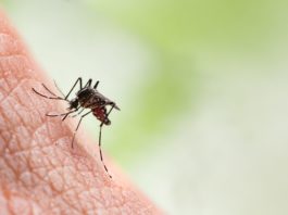 Can Mosquitoes Bite Through Clothes?