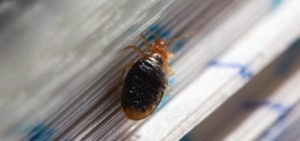 how to spot bed bugs