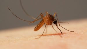 Do male mosquitoes bite