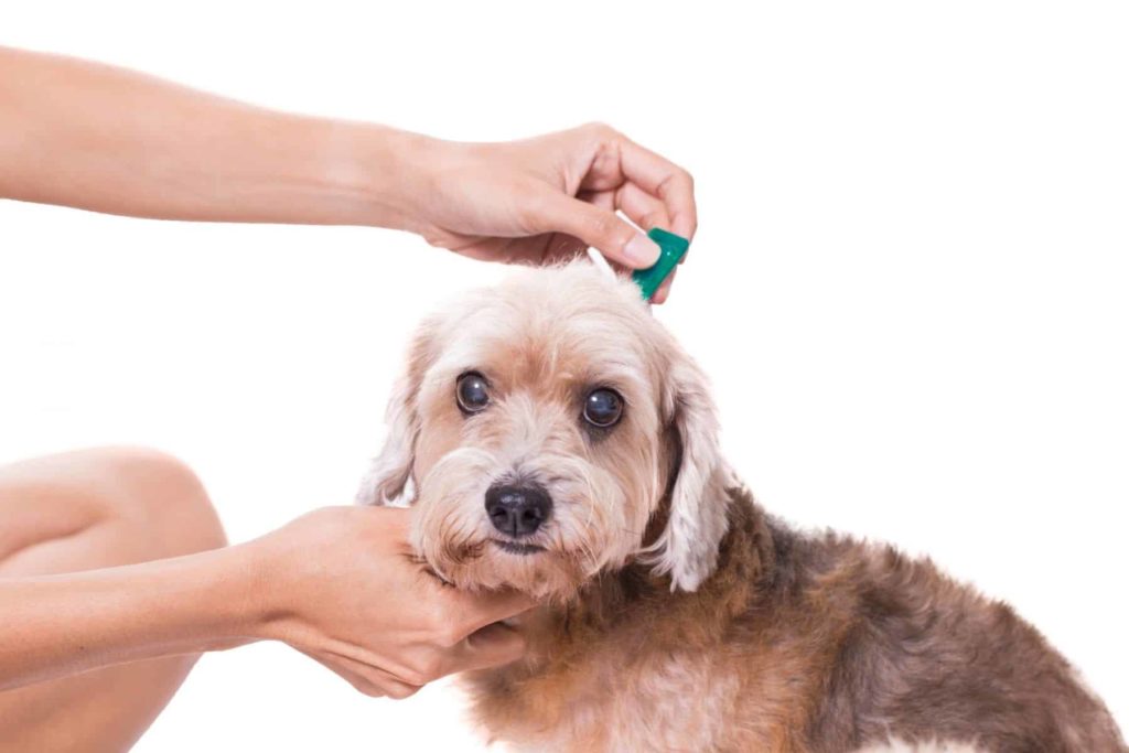 Flea Bites On Dogs And How To Treat Them? (6 Effective Ways)