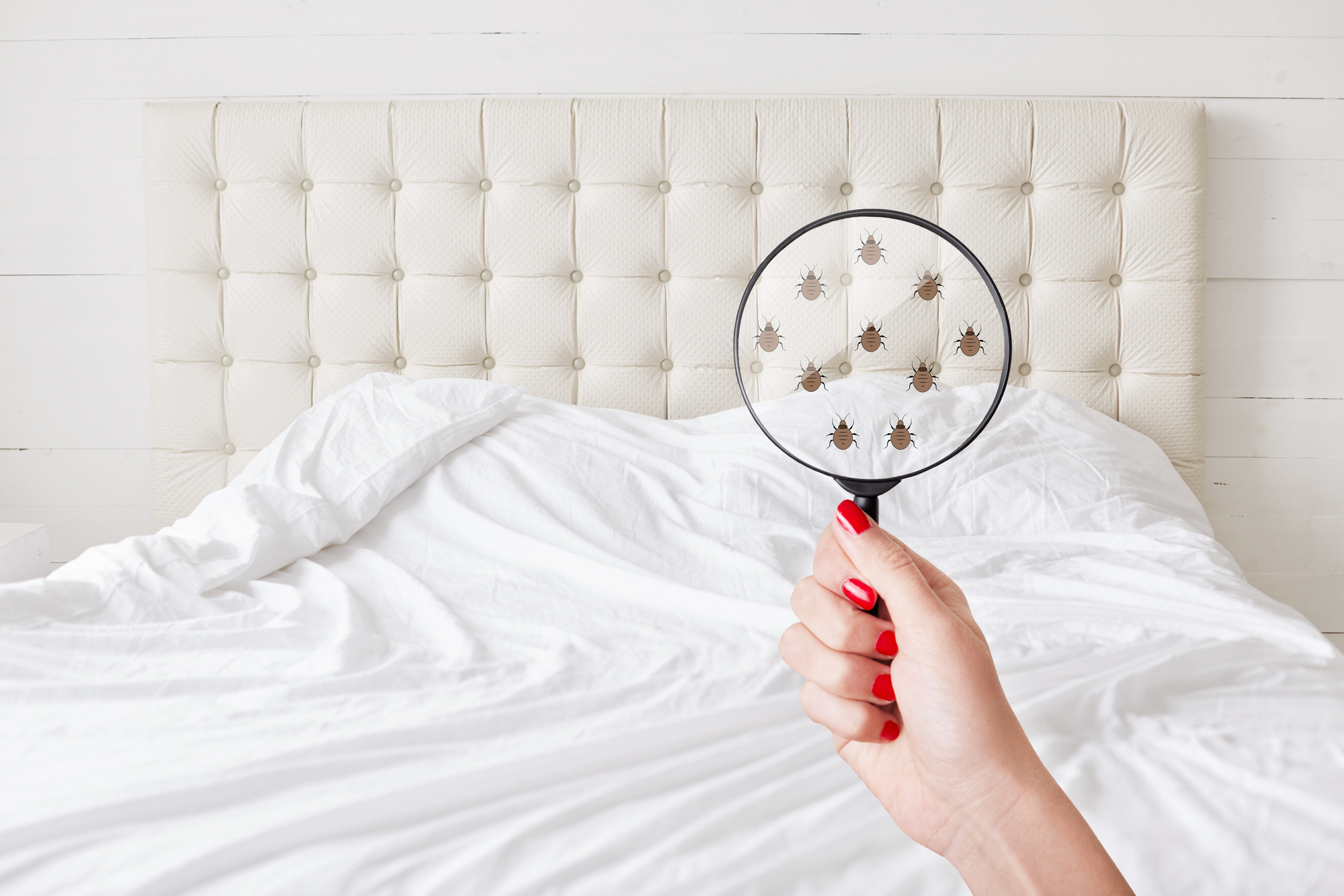 how to spot bed bugs