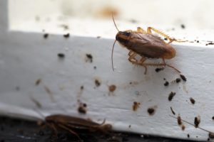 How To Get Rid Of Roach Infestation For Good?