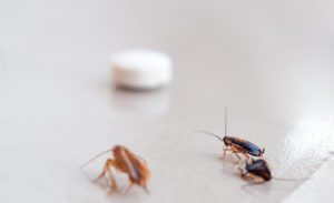 How To Get Rid Of A Heavy Roach Infestation?