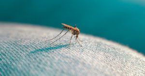 When Should You Worry About A Mosquito Bite?