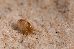 What Do Sand Fleas Look Like?